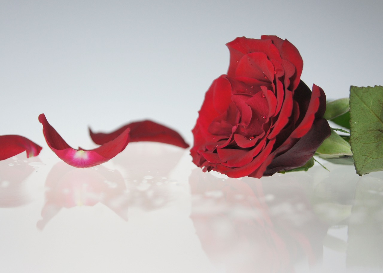 Afbeelding rode roos 